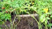Your Tomato Growing Questions Answered - Tips For Growing Great Tomatoes