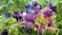 Summer Wildflowers Bouquet - 4K Flower Scenery with Nature Sounds - Trailer