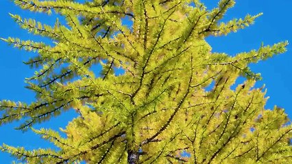 4K Nature Relax Video - Yellow Spruce - 1 HR Natural Sound of Birds Singing