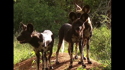 Mkomazi The Rhino [Rhino Rescue Documentary] | Wild Things