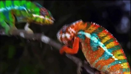 Moment of Impact (Pt-2) Jungle (Nature Documentary)