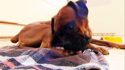 Dog S.O.S [Dog Rescue Documentary] | Wild Things