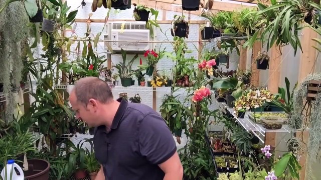 ORCHID FLASKING: HOW TO GROW ORCHIDS FROM SEEDS A BASIC GUIDE TO GERMINATING ORCHID SEEDS