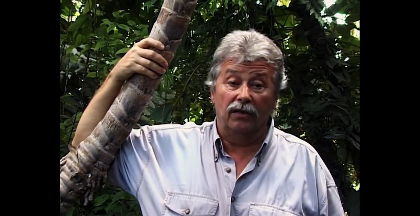 Gorillas In The Mountain Mist [Gorilla Survival Documentary] | Wild Things