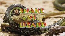 Snake vs. Lizard, Centipede - The Fierce Battle of Reptiles