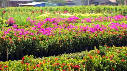 2.3 Liên Khúc Xuân Cha Cha Cha 2018 Khang Lê