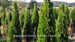 Bucks County Grower of Evergreen Screening trees...Spruce,arbs and cedars