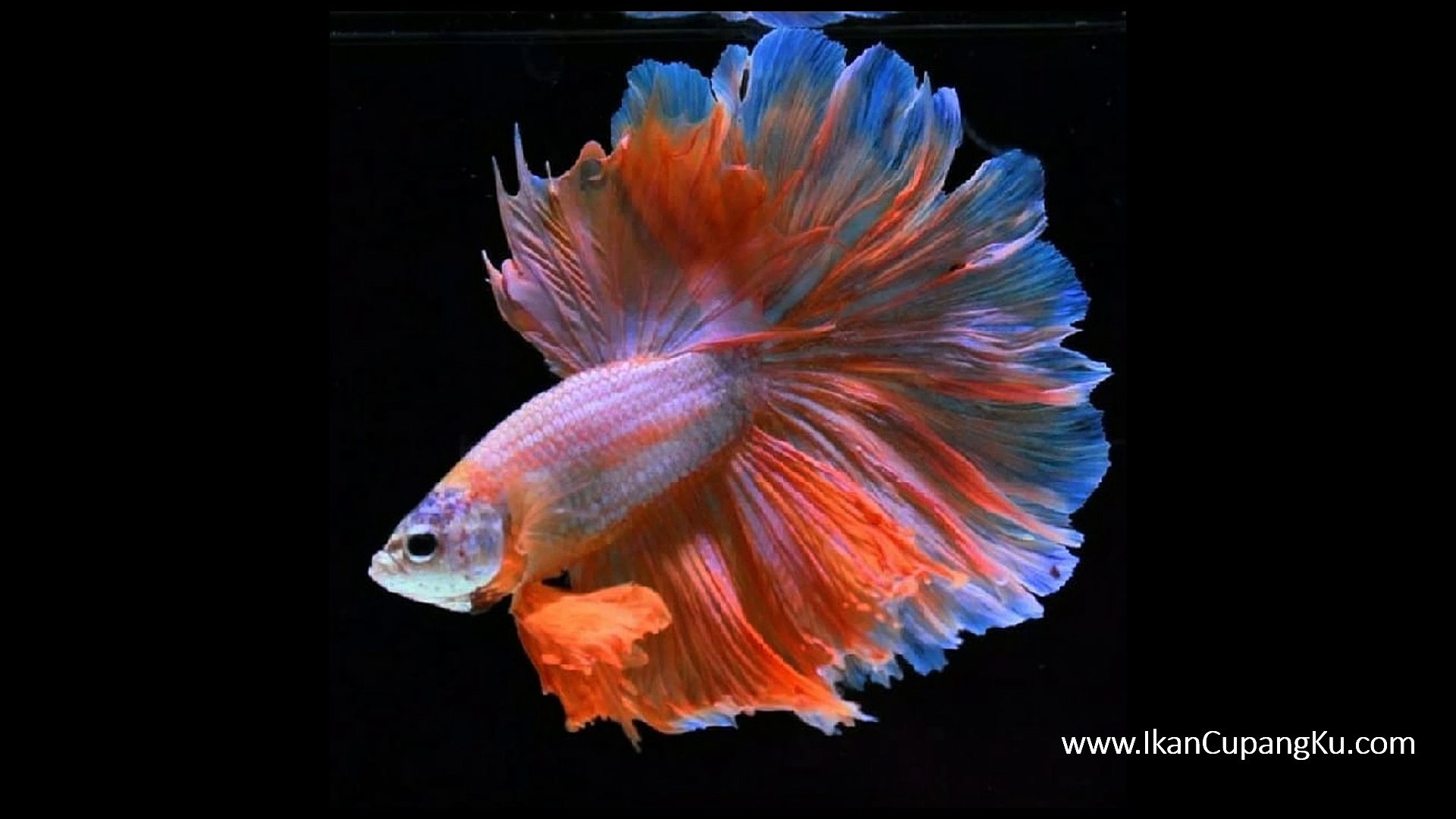 930+ Gambar Ikan Cupang Tercantik Terbaik