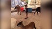 Funny Babies and Goat Playing Together | Funny Babies and Pets Compilation