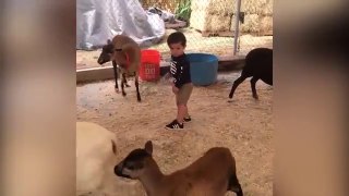 Funny Babies and Goat Playing Together | Funny Babies and Pets Compilation