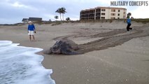 La plus grosse tortue de monde retourne à la mer... Impressionnant