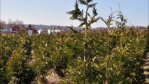 How to Get a Dense Full Green Giant Arborvitae