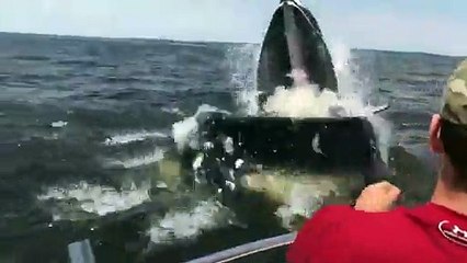 Impresionante Ballena emerge del agua y casi vuelca una lancha