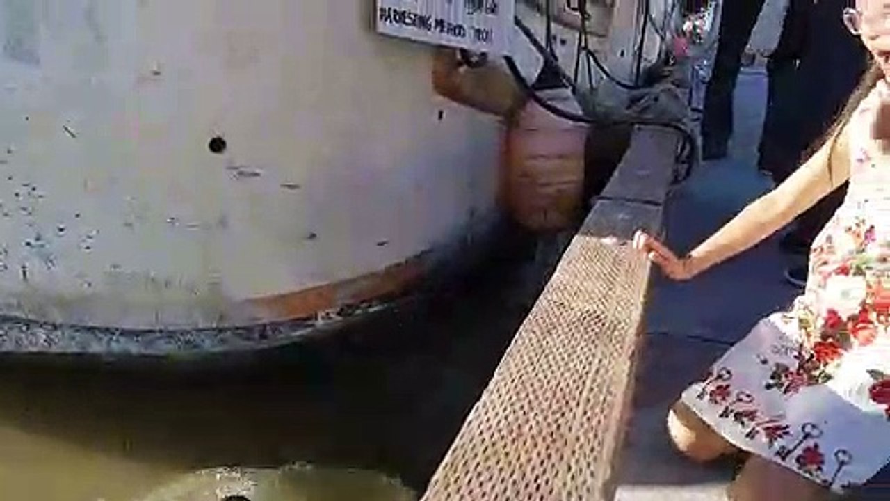 Pánico total Un león marino atrapa y tira al agua a una niña