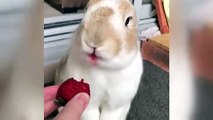 A este conejo le encantan las fresas