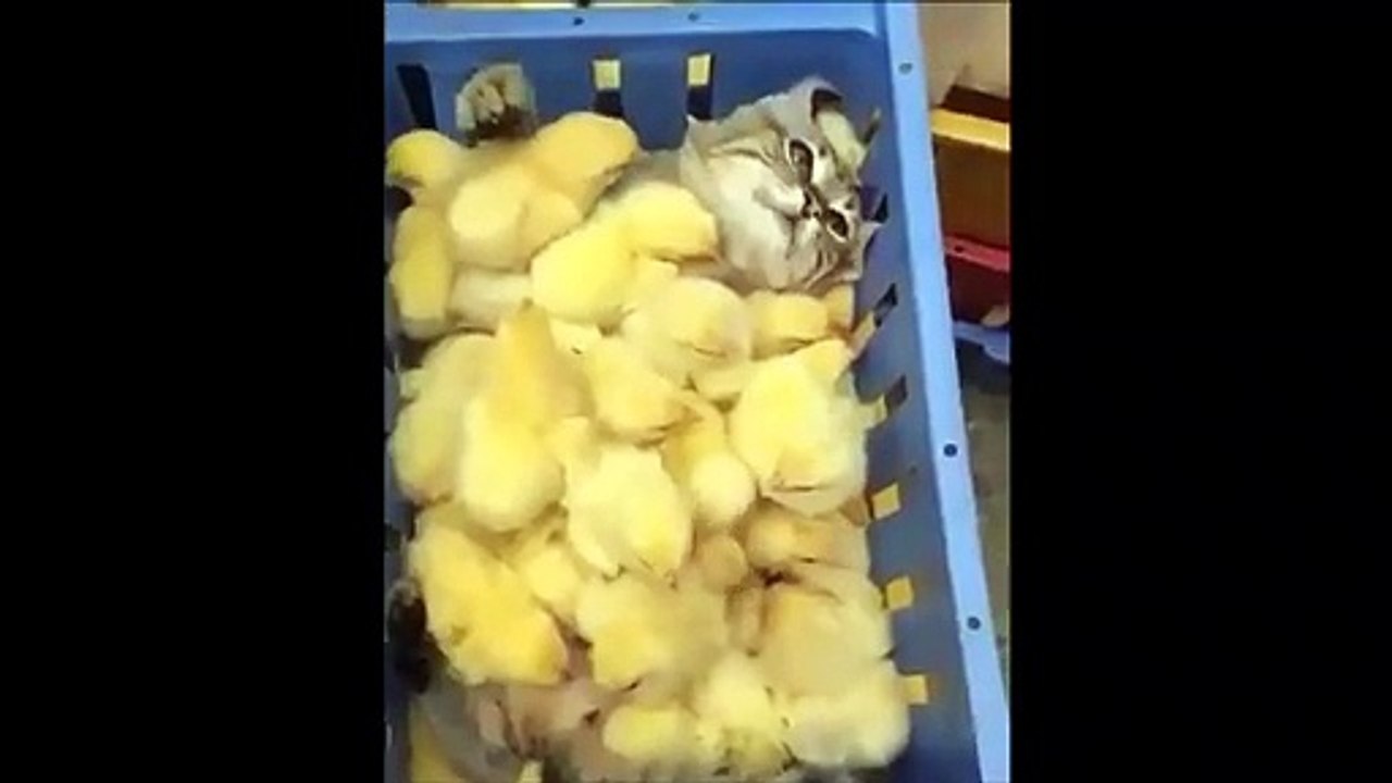 Cuando gato y pollitos son los mejores amigos del mundo