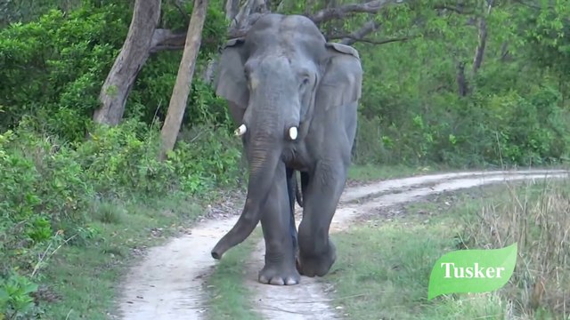 Jim Corbett National Park - Wild Adventure In Jungle, Corbett Falls, Girija Devi Temple & Much More