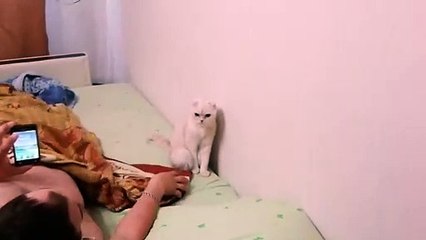 Este gato se pone en pie en cuanto suena el himno ruso