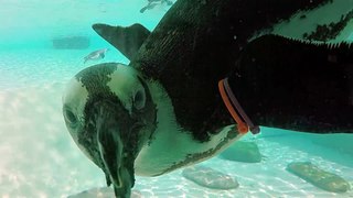 Well-dressed penguins are fascinated with underwater GoPro