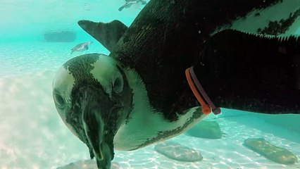 Well-dressed penguins are fascinated with underwater GoPro
