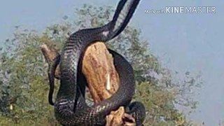 Black cobra:world largest snake