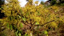 Flowering in Avocado