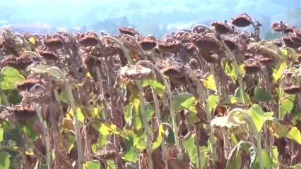 Mehmetçik'in Yemeklik Yağı Trakya Birlik'ten - Edirne
