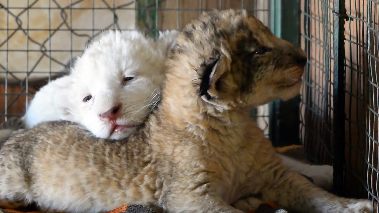 Two_small_cubs_falling_asleep