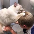Ce chat fait un shampoing à un gamin.. en le léchant !