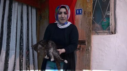Yaralı yavru kedi acı çekmemesi için uyutulacak - SİVAS