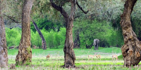 African Wildlife - Mana Pools National Park