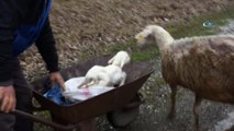Doğum yapan koyun bir an olsun ikiz yavrularının yanından ayrılmadı