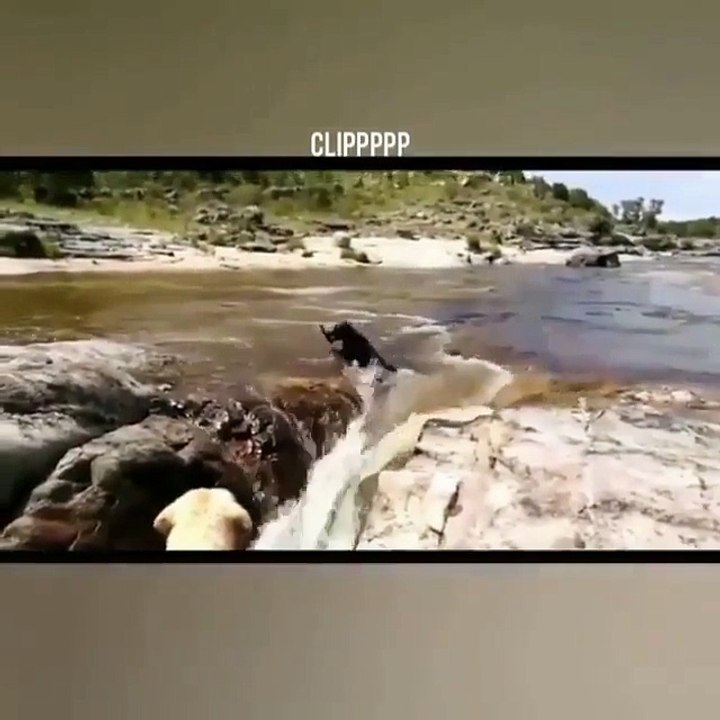 ANIMAL SAVE LIFE