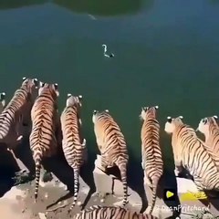 A Bird between lions