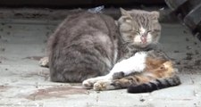 Çanakkale'de Erkek Kedi, Ölen Dişi Kedinin Başında Saatlerce Yas Tuttu