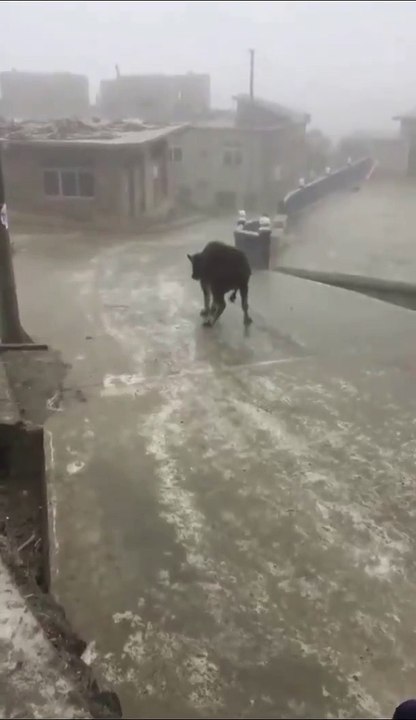 Cette pauvre vache est en galère sur le verglas...