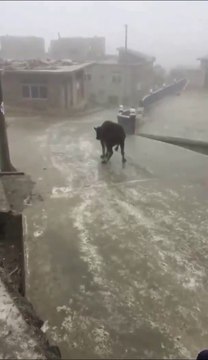 Cette pauvre vache est en galère sur le verglas...