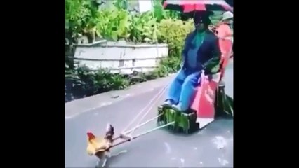 Un coq tire une charrette... Dingue