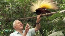 Bird Interrupts David Attenborough