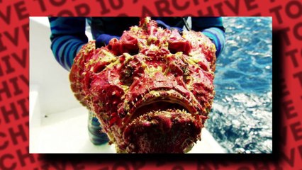 Top 10 Most Dangerous Animals In Australia