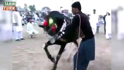 Halay başı kim çeker (At Ceker)