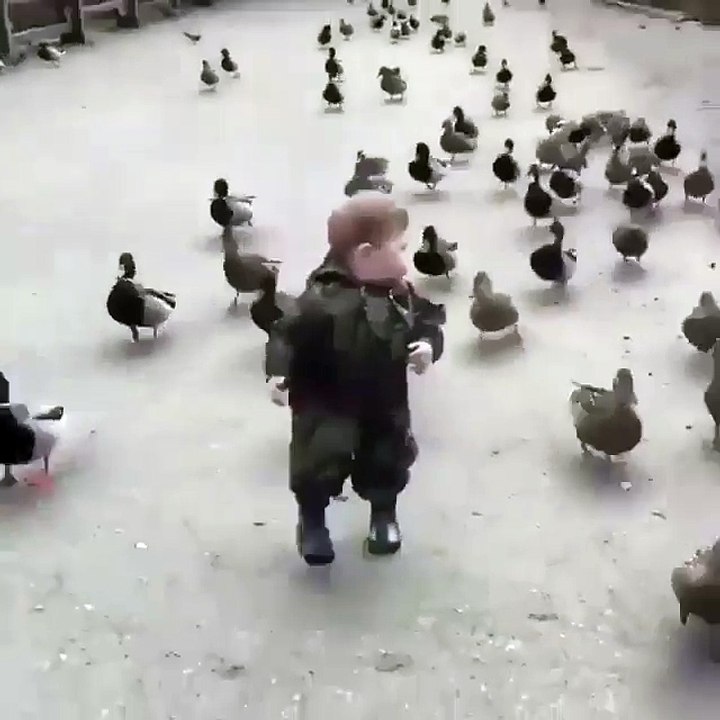 ducks follow kid