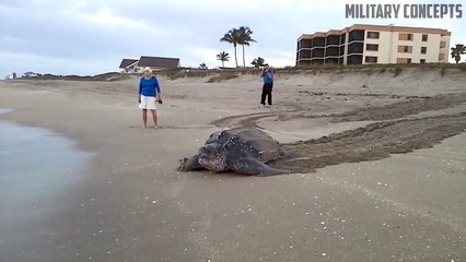 La plus grosse tortue de monde retourne à la mer