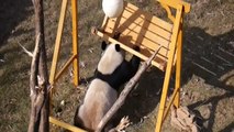 Four playful panda cubs entertain Chinese zoo visitors with their antics