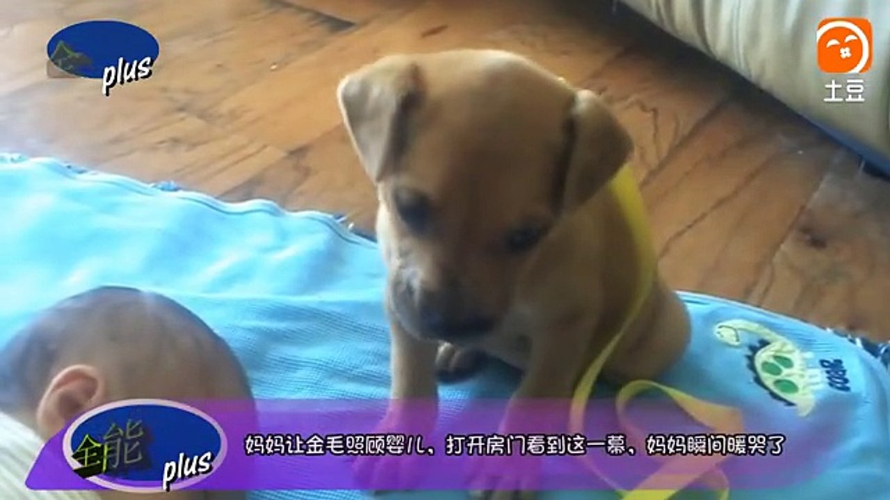 妈妈让金毛照顾小婴儿, 结果打开门看到这画面, 妈妈瞬间暖哭了_土豆视频