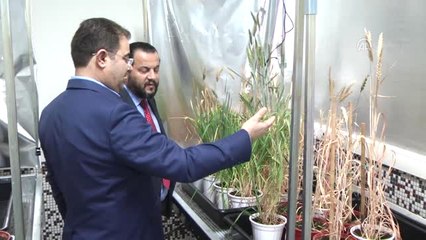 Buğdayın Yetişme Süresini 60 Güne İndirdiler