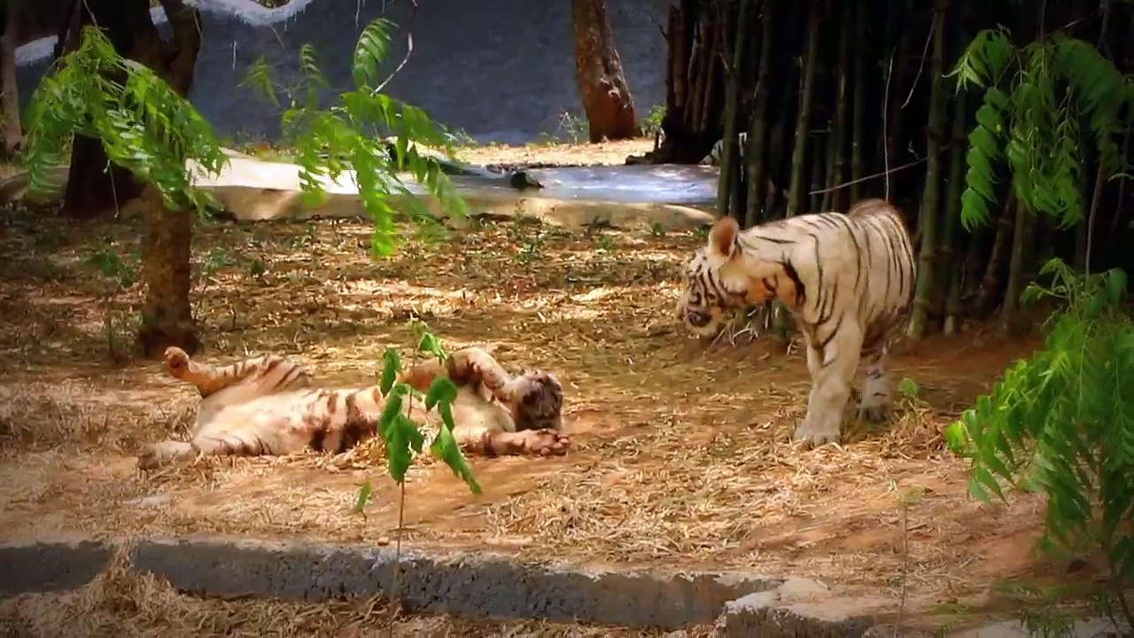 Little_white_tigers_playing
