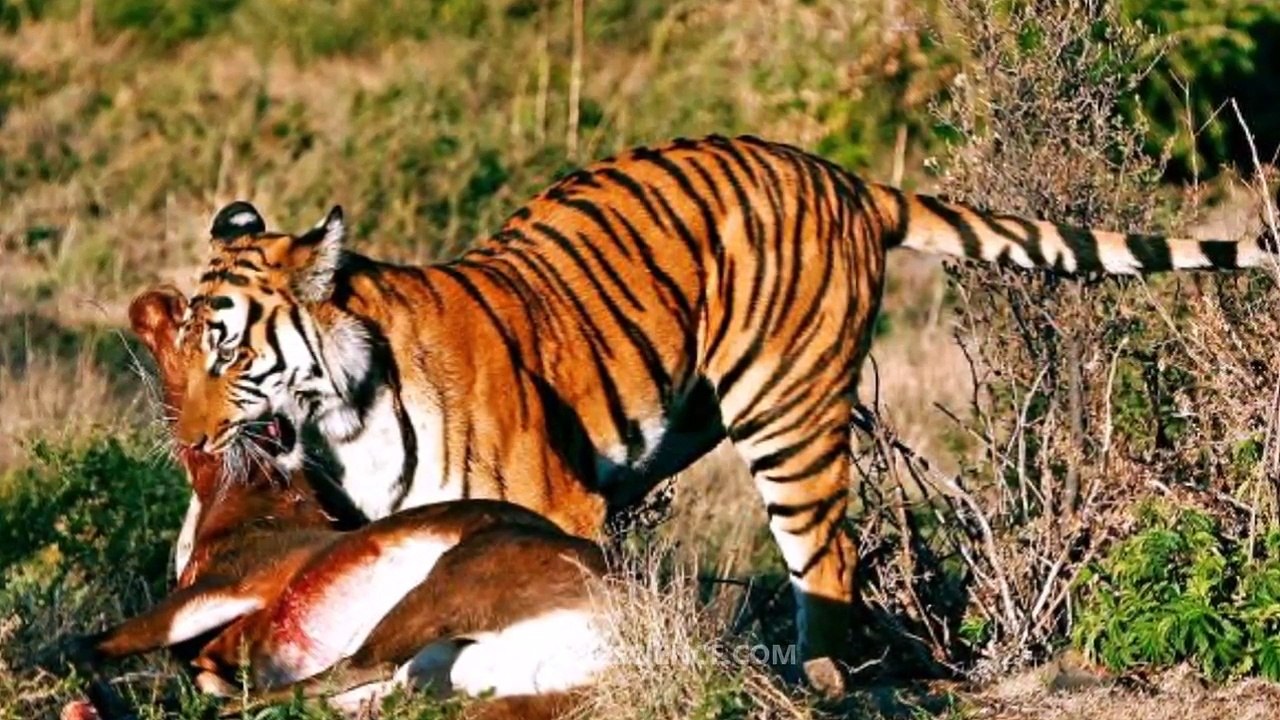 South_China_tiger_-_Video_Learning