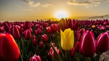 11 Facts Every Tulip Lover Should Know