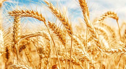 Buğdayın Yetişme Süresini 60 Güne İndirdiler